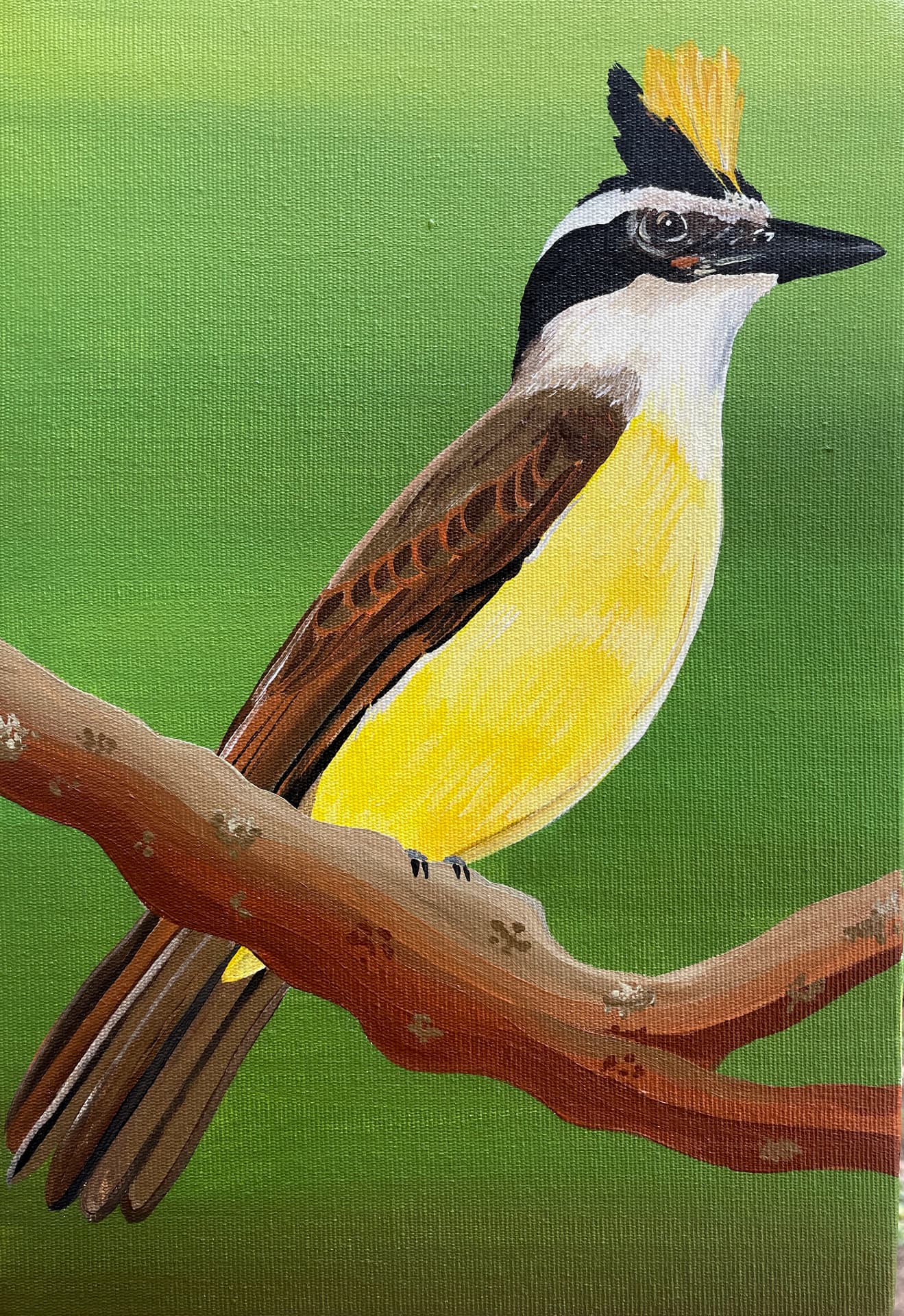 Pintura de udu-de-coroa-azul