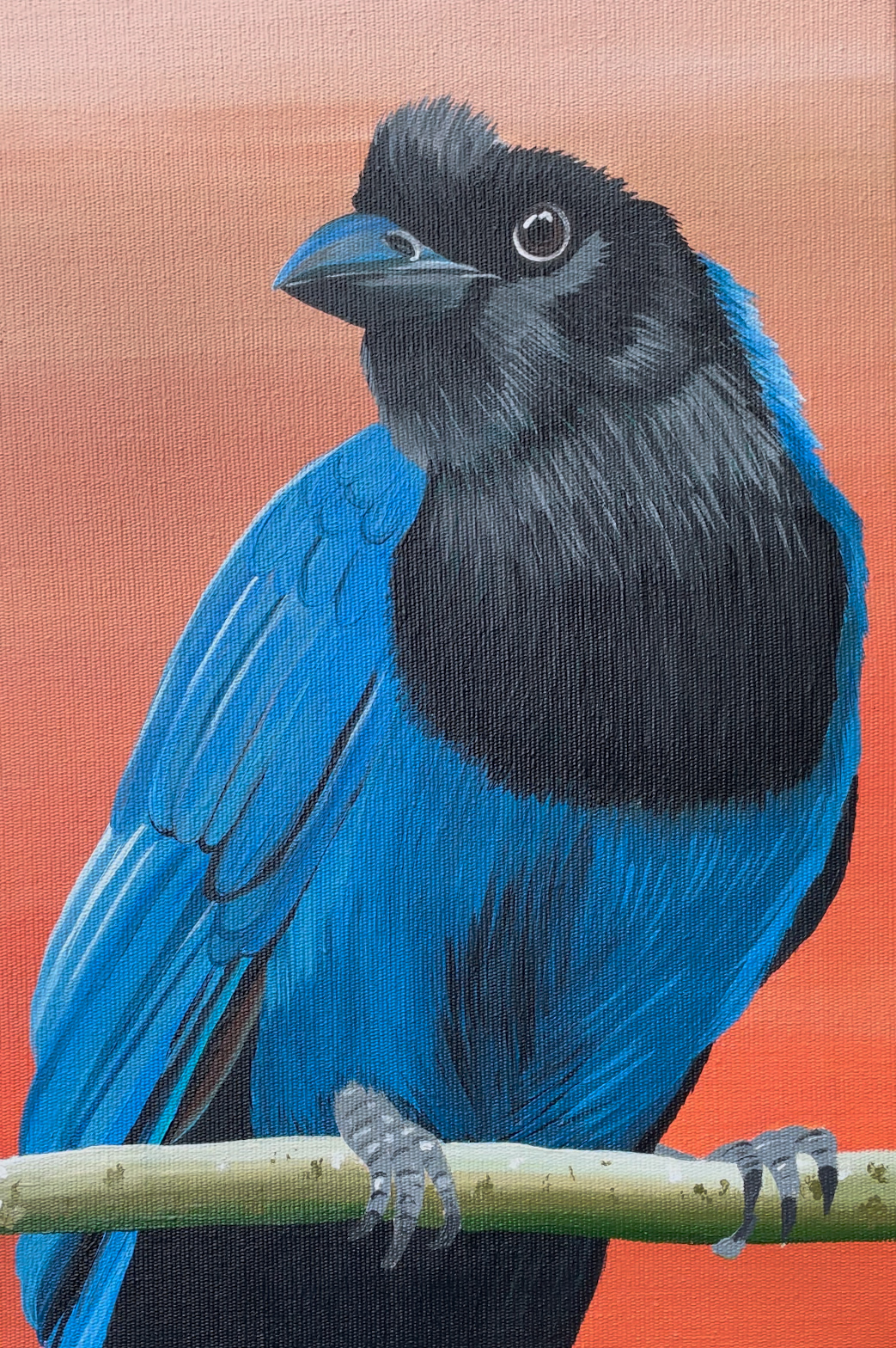 Pintura de sanhaço-frade