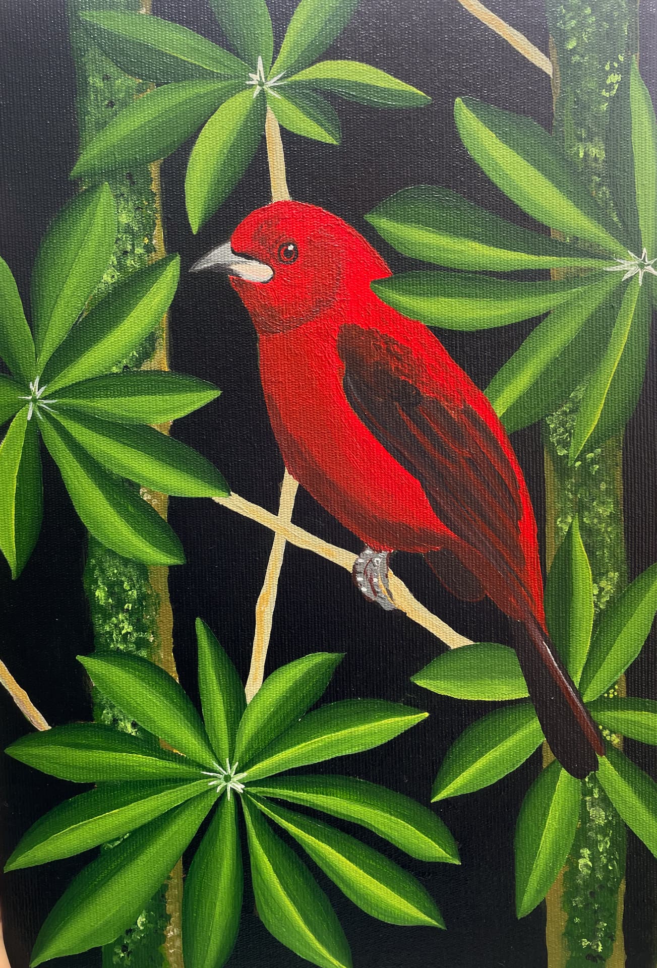 Pintura de pássaro vermelho da Mata Atlântica