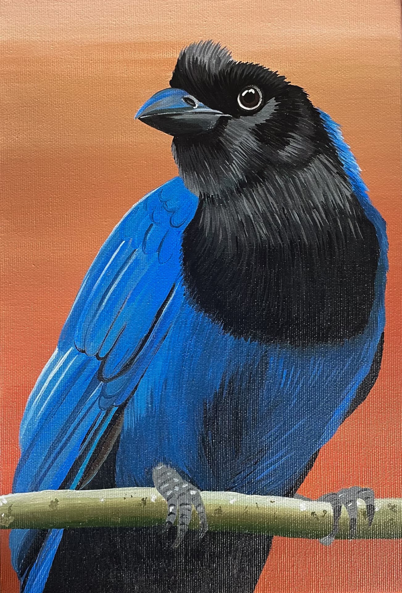 Pintura de sanhaço-frade